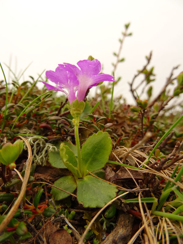 Primula daonensis / Primula della Val Daone